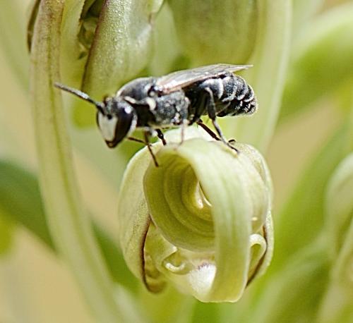 Hylaeus sp.